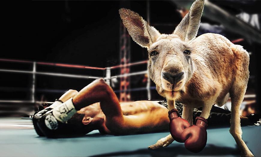 Kangaroo Wearing Boxing Gloves Standing Over Knocked Out Fighter