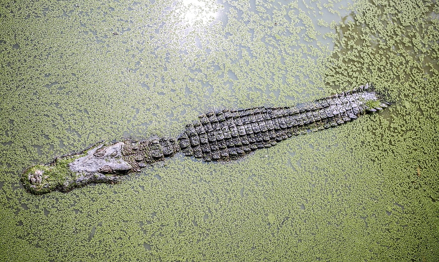 Aerial View of Alligator in Green Algae Water
