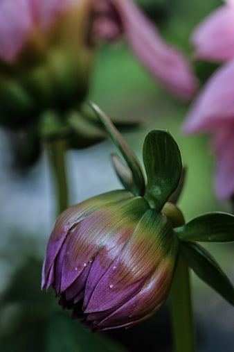 Close-up of a purple dahlia flower bud with green sepals