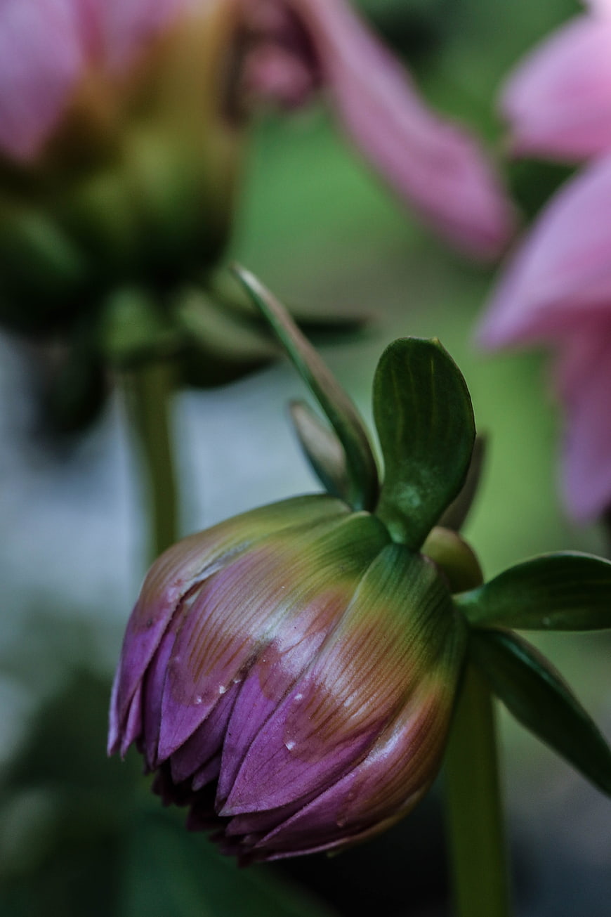 Close-up of a purple dahlia flower bud with green sepals