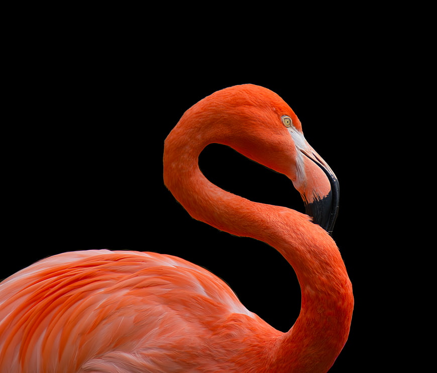 Vibrant Pink Flamingo Head and Neck on Black Background