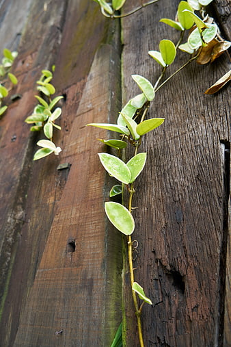 Green Ivy Vine on Weathered Wooden Planks
