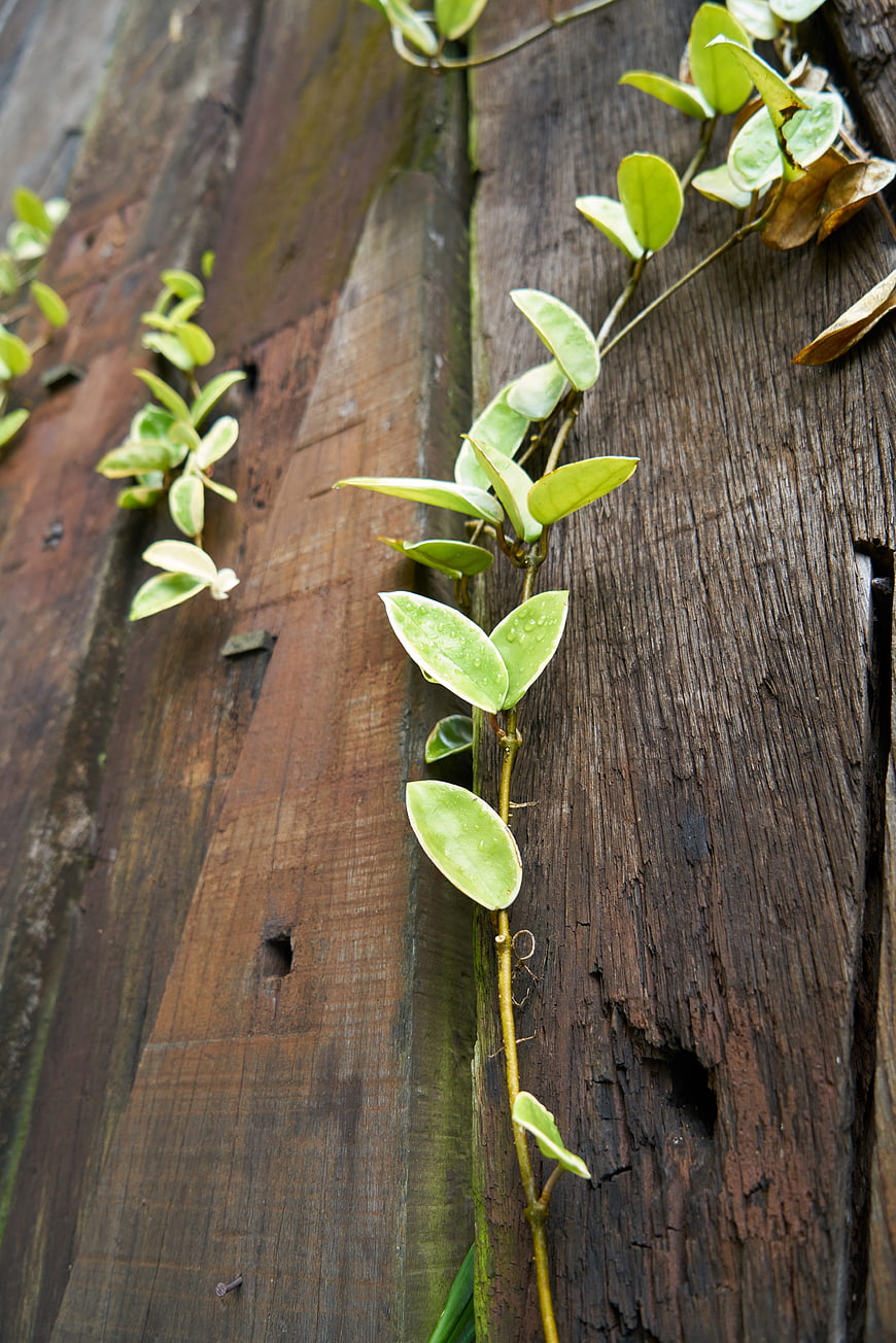 Green Ivy Vine on Weathered Wooden Planks