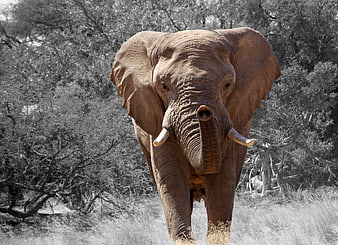 African Elephant Walking in Savanna with Selective Color
