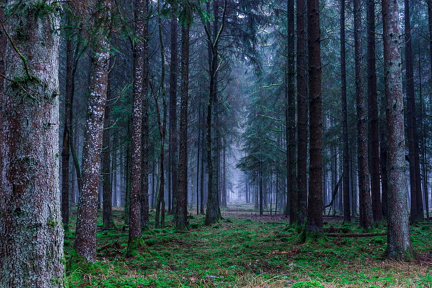 Misty Coniferous Forest Path with Mossy Ground