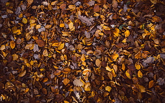 Top View of Colorful Autumn Leaves on Forest Floor
