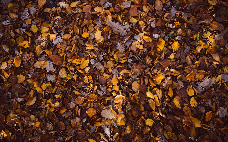 Top View of Colorful Autumn Leaves on Forest Floor