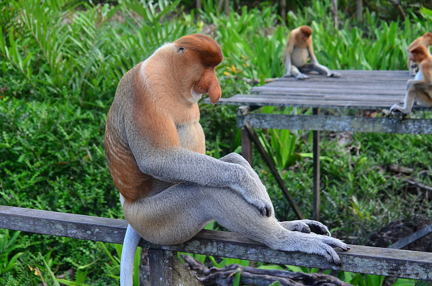Proboscis Monkey Sitting on Wooden Platform in Jungle