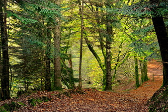 Autumn forest path with fallen leaves and mossy trees