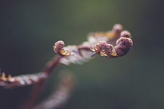 Close-up of unfurling fern frond in spring forest