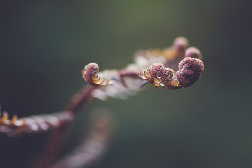 Close-up of unfurling fern frond in spring forest