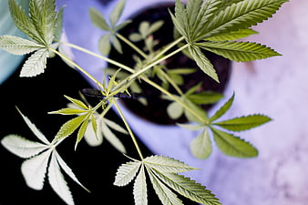 Top View of Young Cannabis Plant in Pot