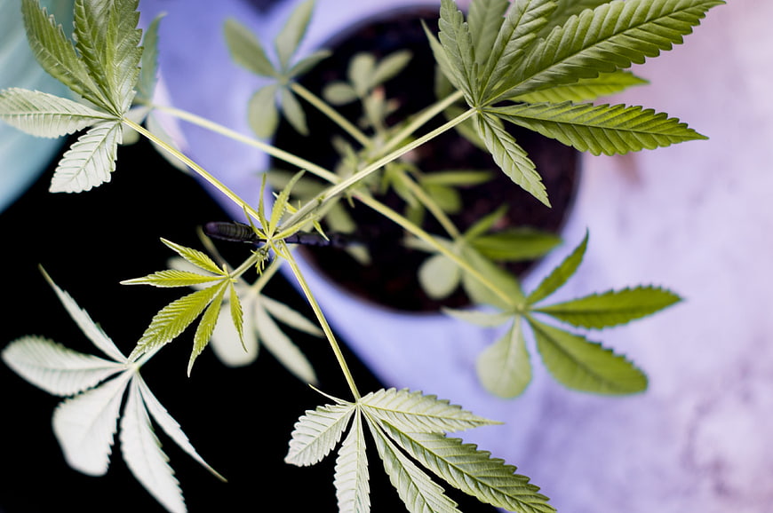 Top View of Young Cannabis Plant in Pot