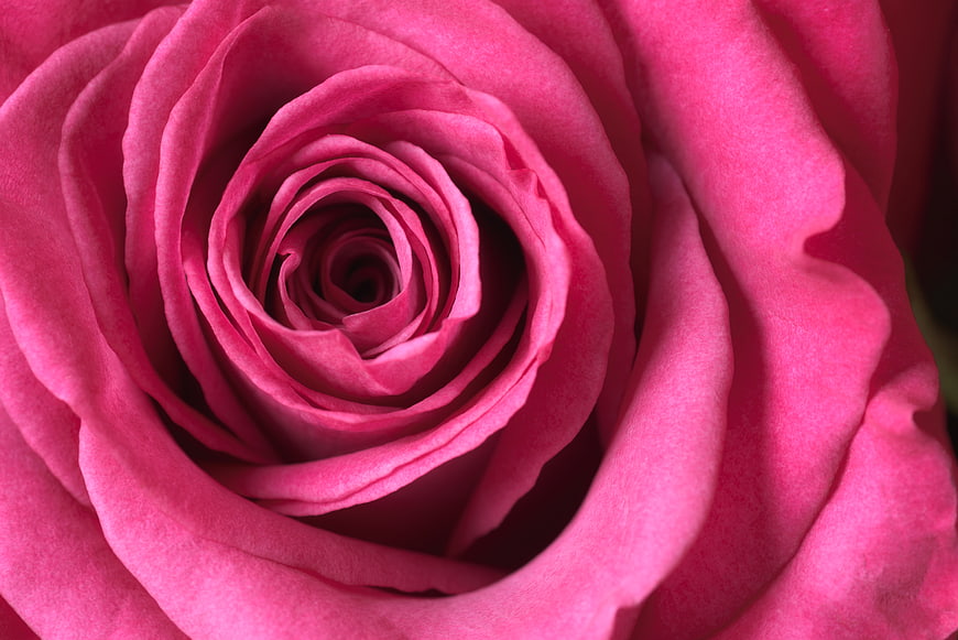 Macro Close-Up of Vibrant Pink Rose Petals