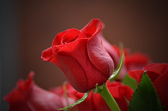 Close-up of a vibrant red rose with blurred background
