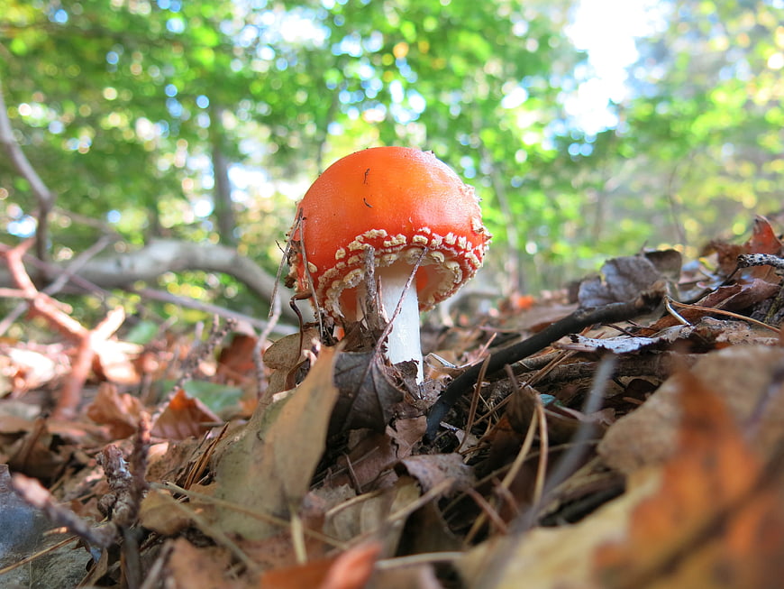 Red Fly Agaric Mushroom in Forest Undergrowth
