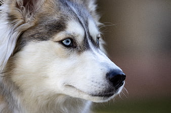 Close-up portrait of a Siberian Husky with blue eyes