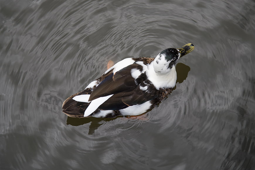 High angle view of a black and white duck swimming in water