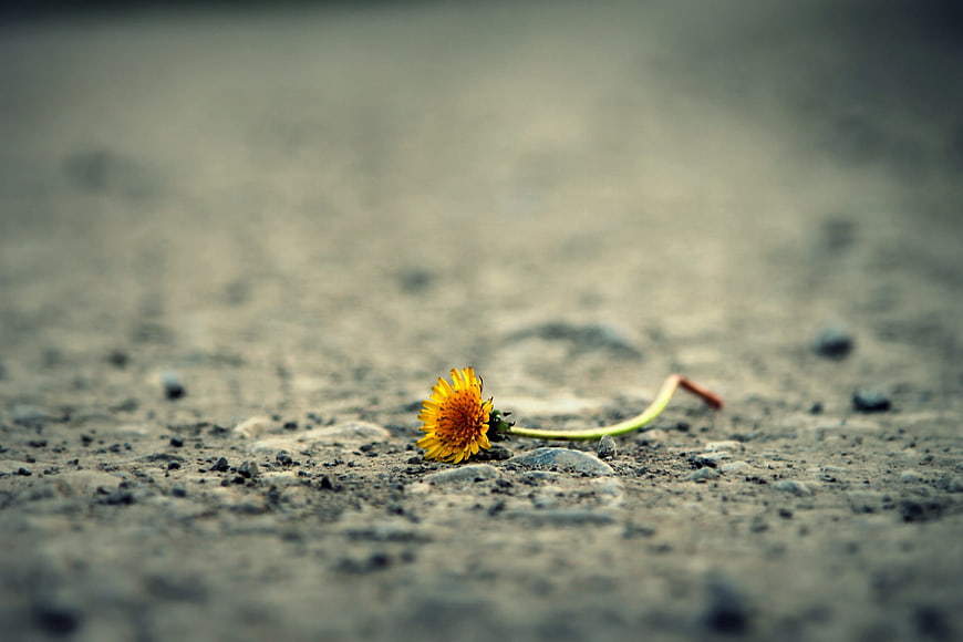 Lonely yellow dandelion lying on a gravel path