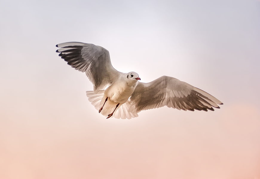 Seagull in Flight Against Soft Sunset Sky