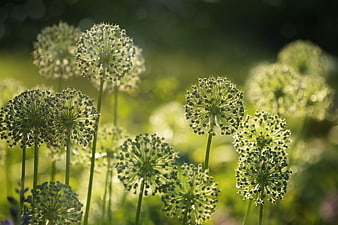 Backlit Allium Flowers in a Sunlit Garden