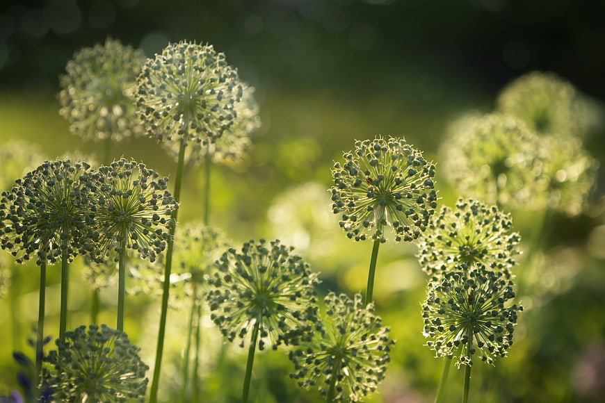 Backlit Allium Flowers in a Sunlit Garden