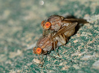 Macro Photography of Mating Fruit Flies on Textured Surface