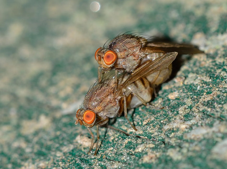 Macro Photography of Mating Fruit Flies on Textured Surface