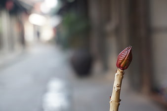 Close-up of a red plant bud on a branch with blurred background