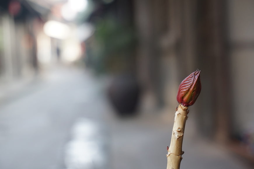 Close-up of a red plant bud on a branch with blurred background