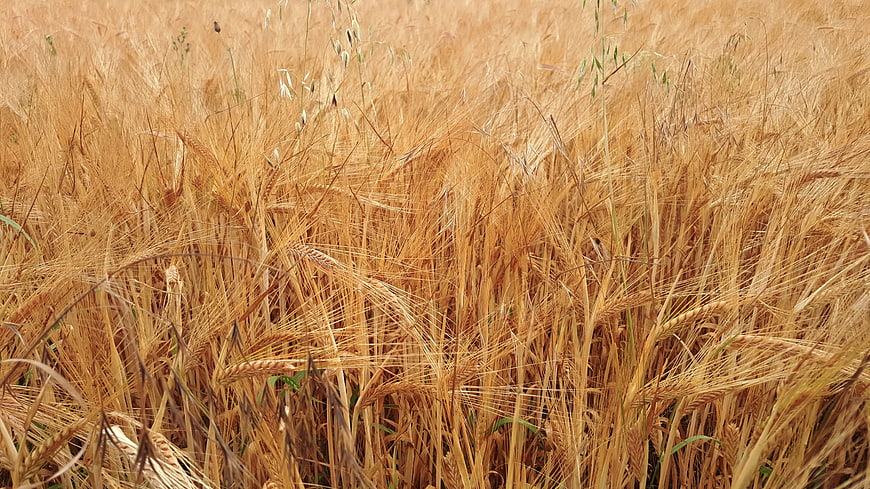 Golden Wheat Field Close-Up Texture