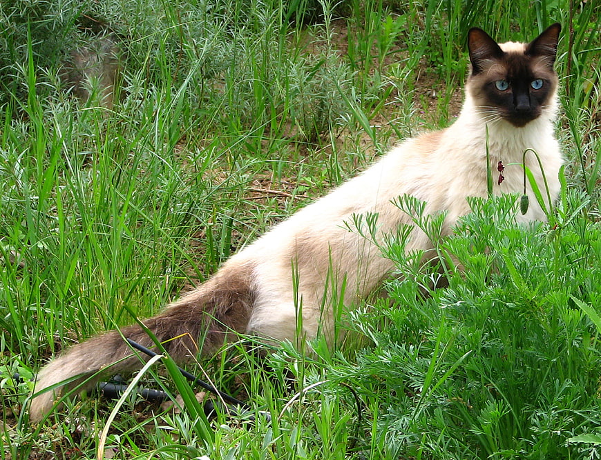 Siamese cat resting in lush green garden grass