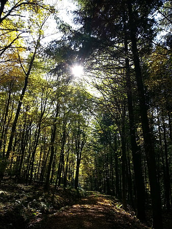Sunlight streaming through dense forest canopy on a hiking trail