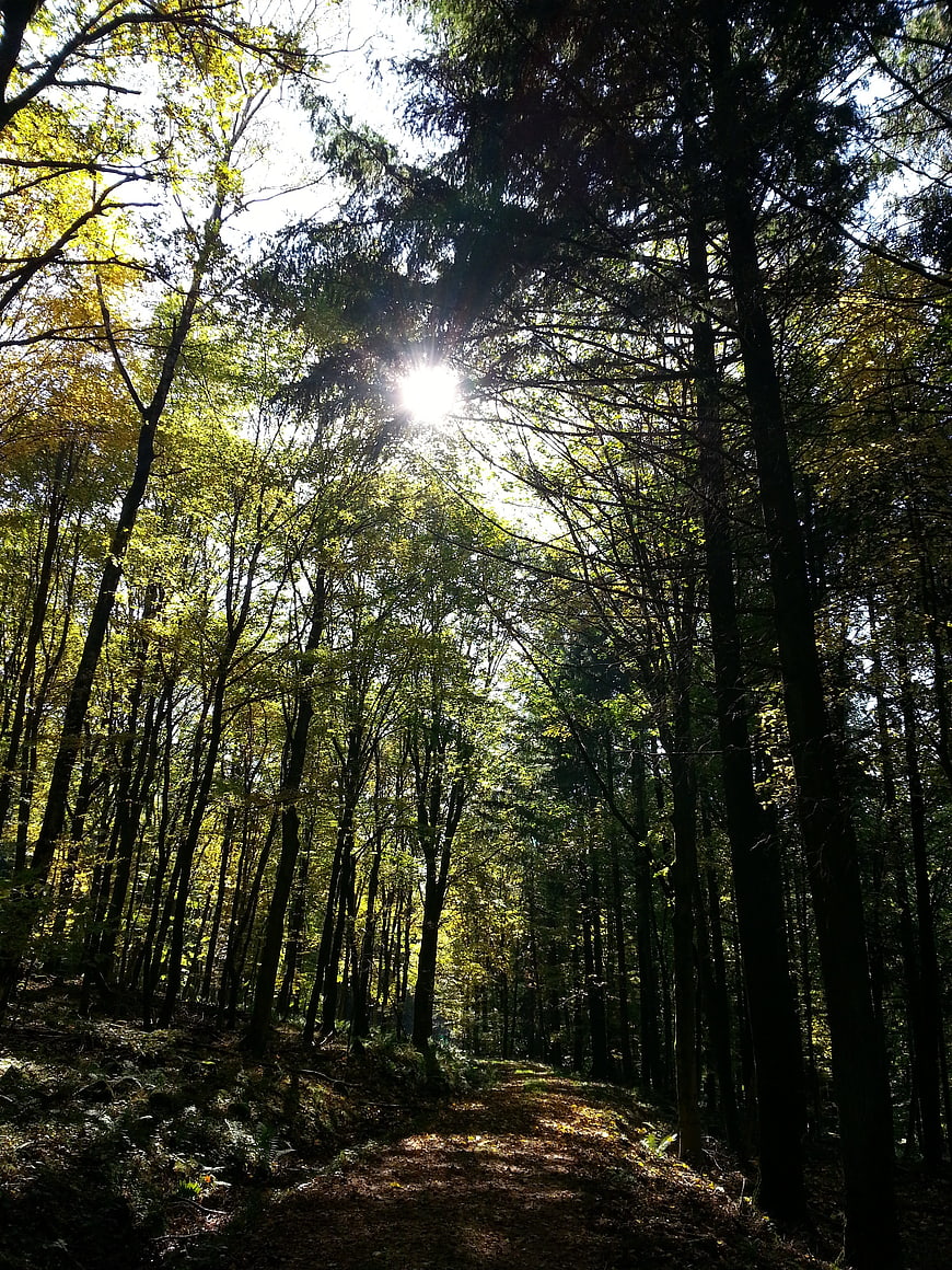 Sunlight streaming through dense forest canopy on a hiking trail