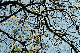 Silhouetted Tree Branches Against Blue Sky