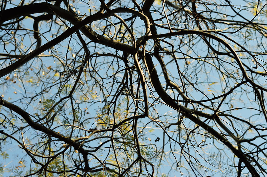 Silhouetted Tree Branches Against Blue Sky