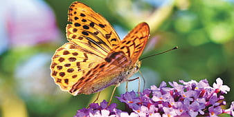 Large Mother-of-Pearl Butterfly Perched on Purple Lantana Flowers