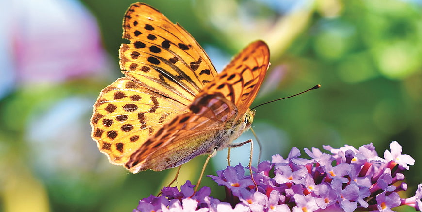 Large Mother-of-Pearl Butterfly Perched on Purple Lantana Flowers