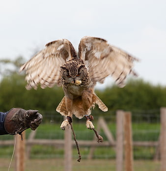 Horned Owl Landing on Falconer Glove with Prey