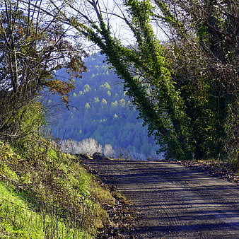 Rural dirt road winding through forest with mountain view