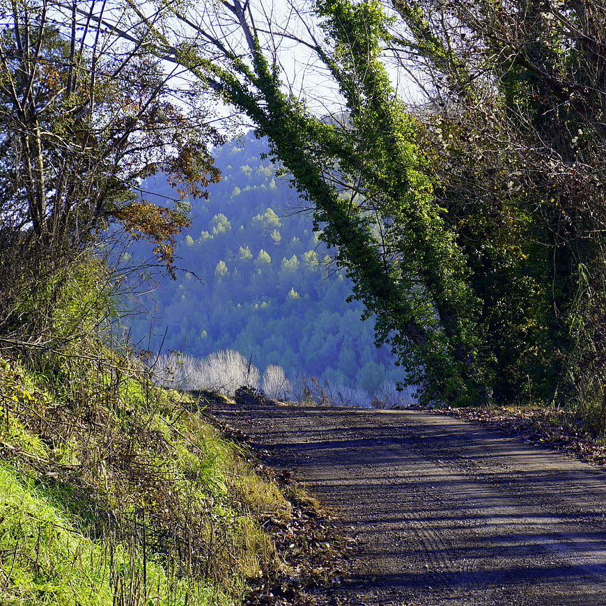 Rural dirt road winding through forest with mountain view