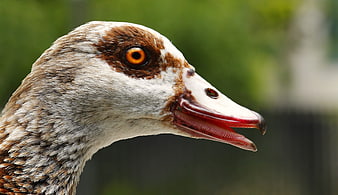 Egyptian Goose Head Close Up Portrait
