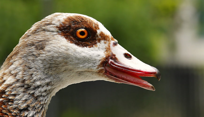 Egyptian Goose Head Close Up Portrait