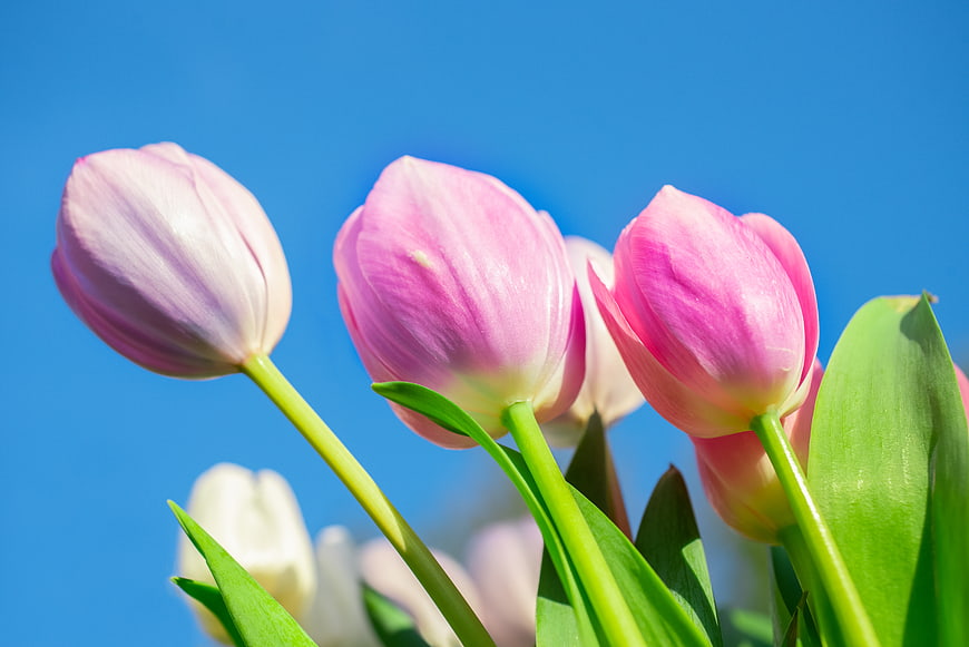 Pink and white tulips against a bright blue sky