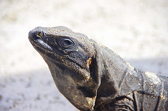Close-up of a Marine Iguana Head in Profile