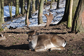 Fallow Deer Resting In Snowy Forest