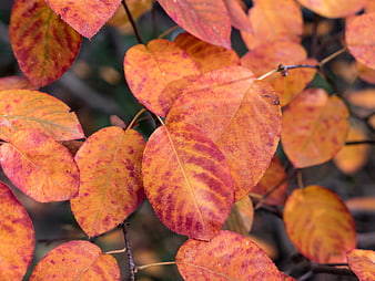Close-up of vibrant orange and red autumn leaves