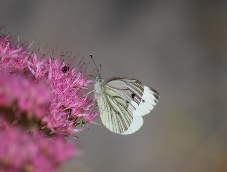 White Cabbage Butterfly on Pink Sedum Flower
