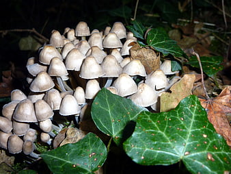 Cluster of small white mushrooms growing among ivy leaves