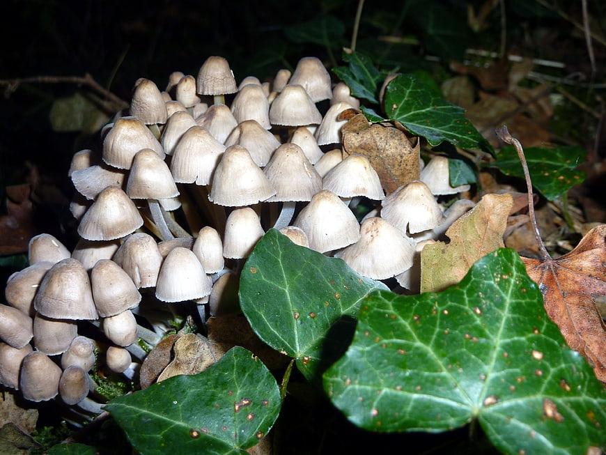 Cluster of small white mushrooms growing among ivy leaves